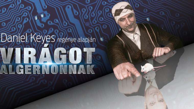 Virágot Algernonnak